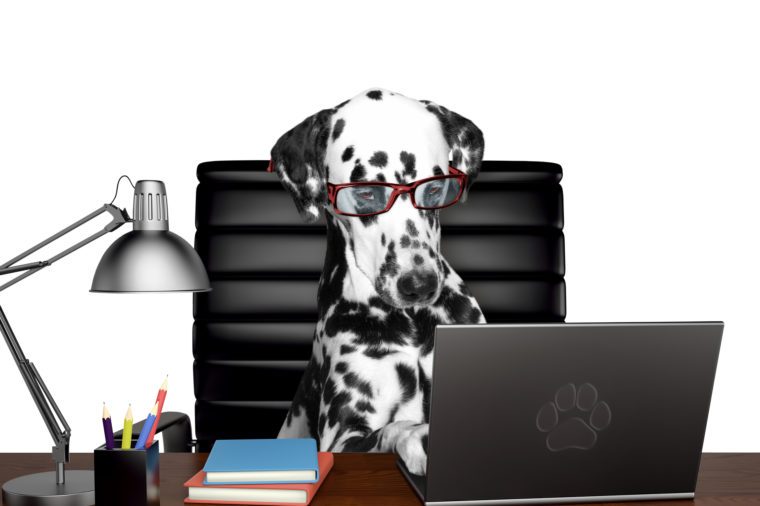 안경에 달마 시안 개는 컴퓨터에서 일부 작업을 수행하고 있습니다.  흰색에 고립