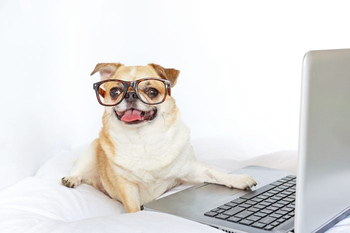 Dog work with laptop.