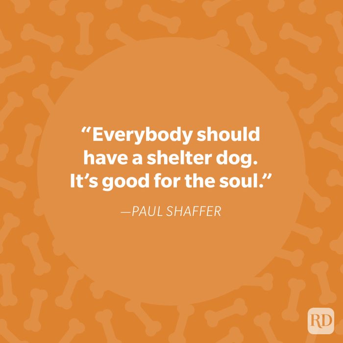Paul Shaffer Dog Quote