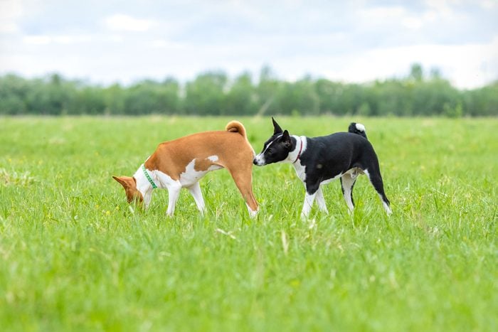 A Dog Sniffing Other Dogs Butt In Green Field