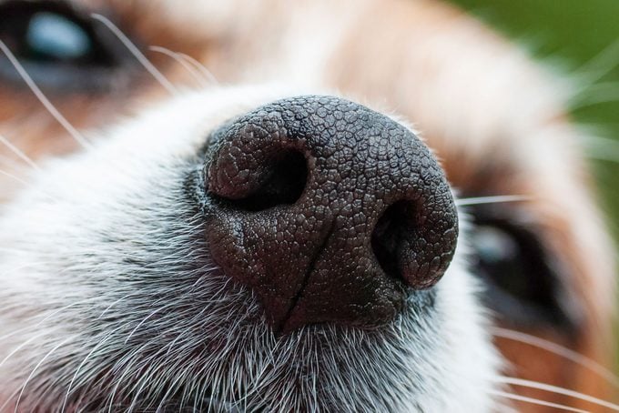 Closeup Of A Dog Nose