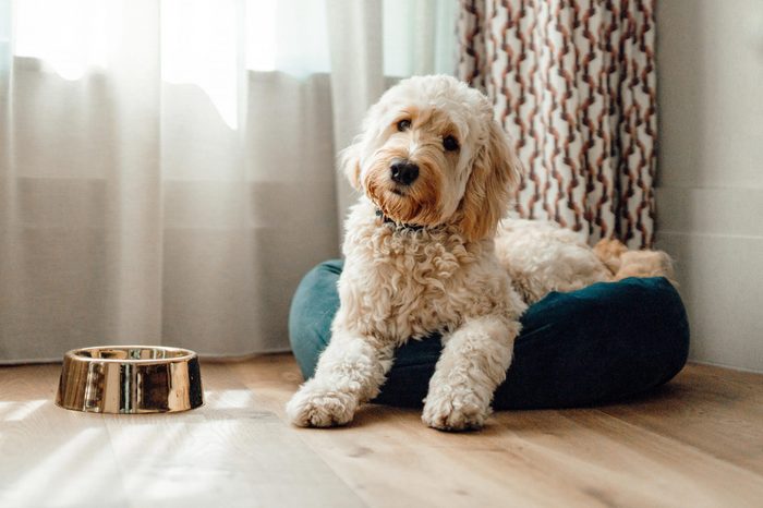 Adorable Goldendoodle in teal dog bed in a house