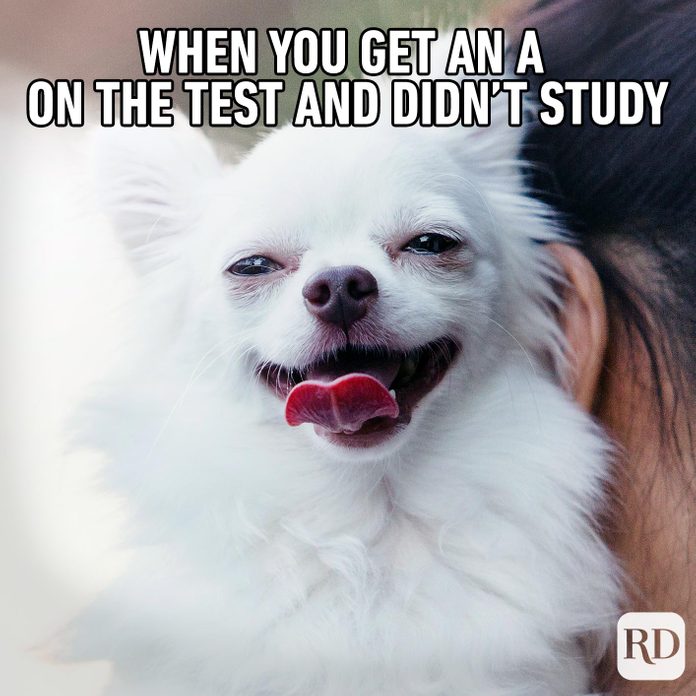 Satisfied-looking chihuahua. Meme text: When you get an A on a test you didn't study for.
