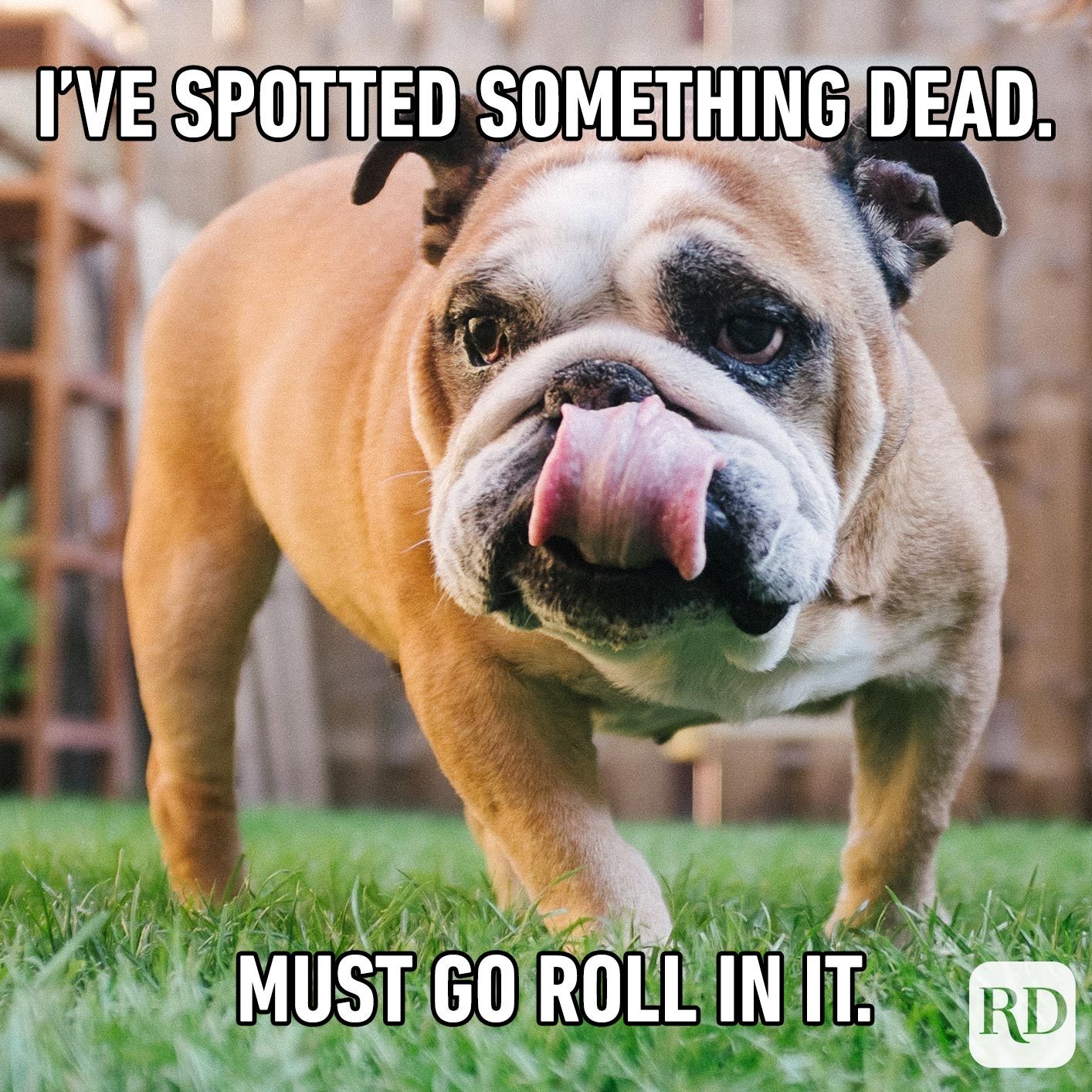 funniest dog memes ever Dog meme animal memes funny hilarious funniest ...