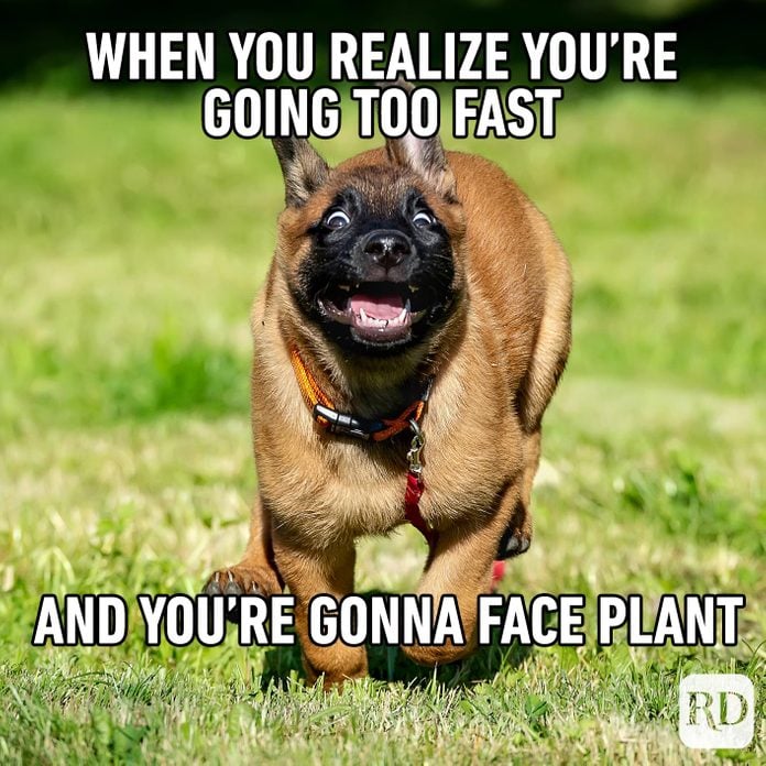 45 Hilarious Dog Memes You'll Laugh at Every Time | Reader's Digest