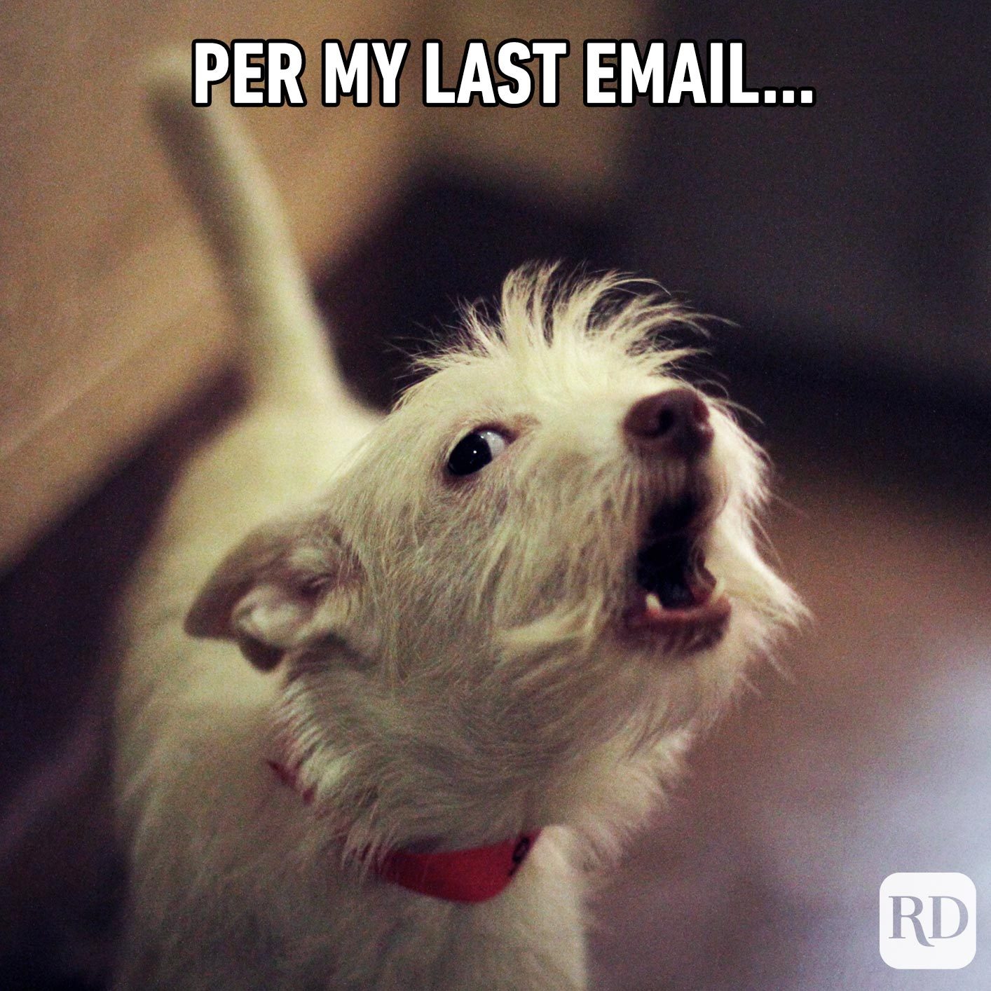 Dog growling. Meme text: PER MY LAST EMAIL…