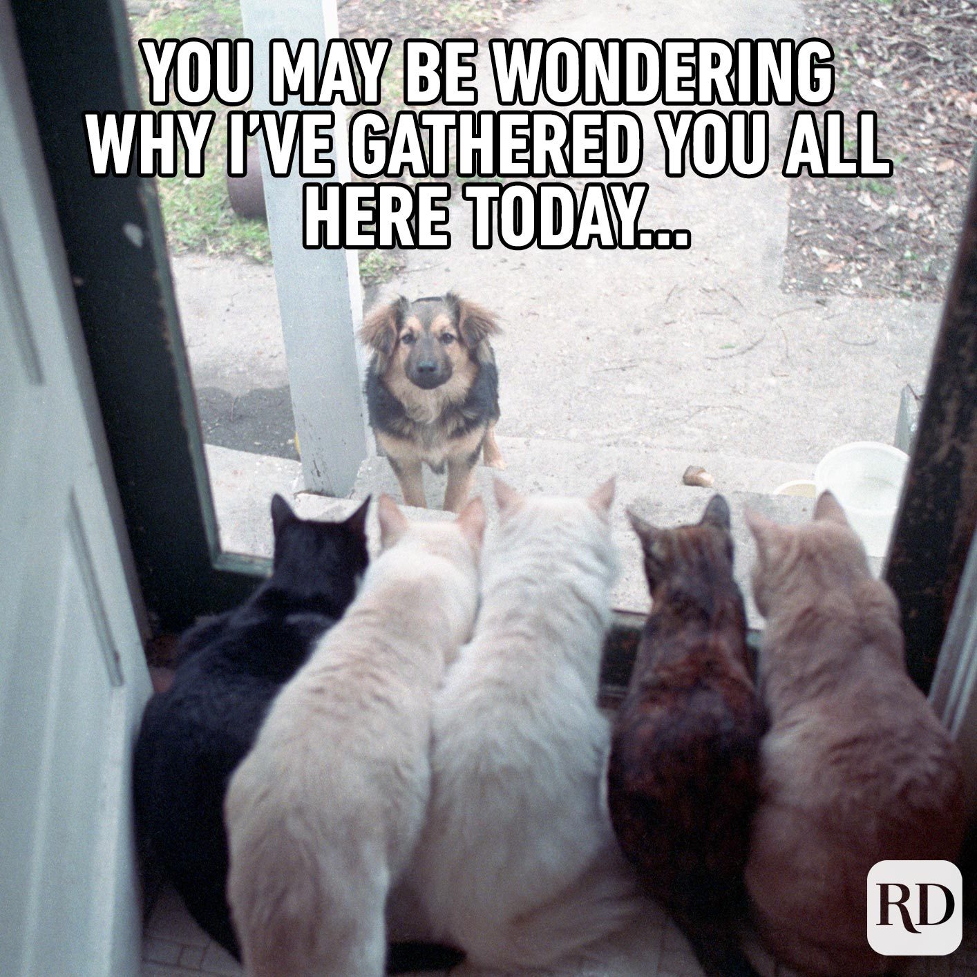 Dog outside door with line of cats before him. Meme text: You may be wondering why I've gathered you all here today…