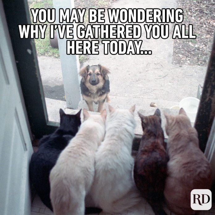 Dog outside door with line of cats before him. Meme text: You may be wondering why I’ve gathered you all here today…