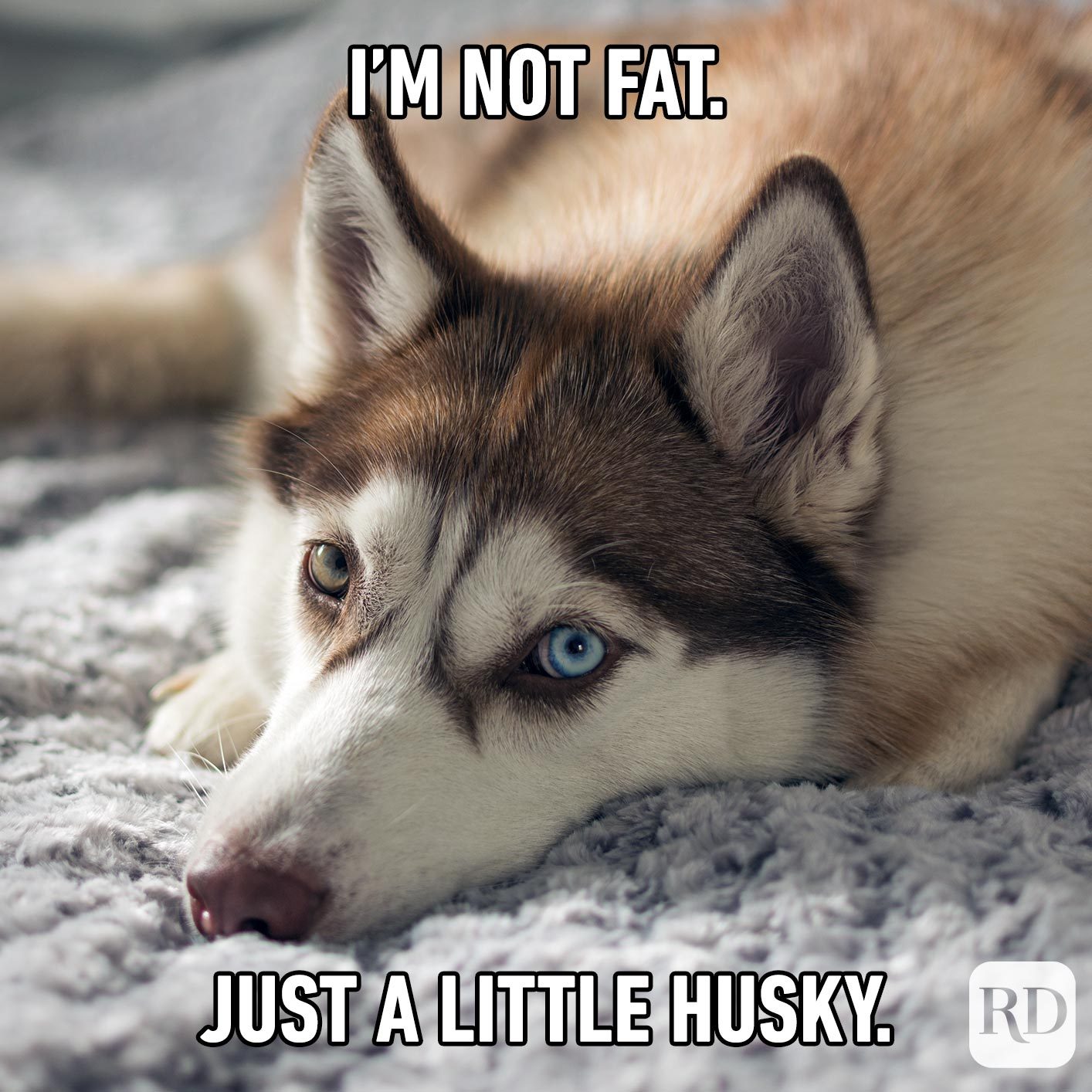 Husky looking at you. Meme text: I'm not fat. Just a little husky.