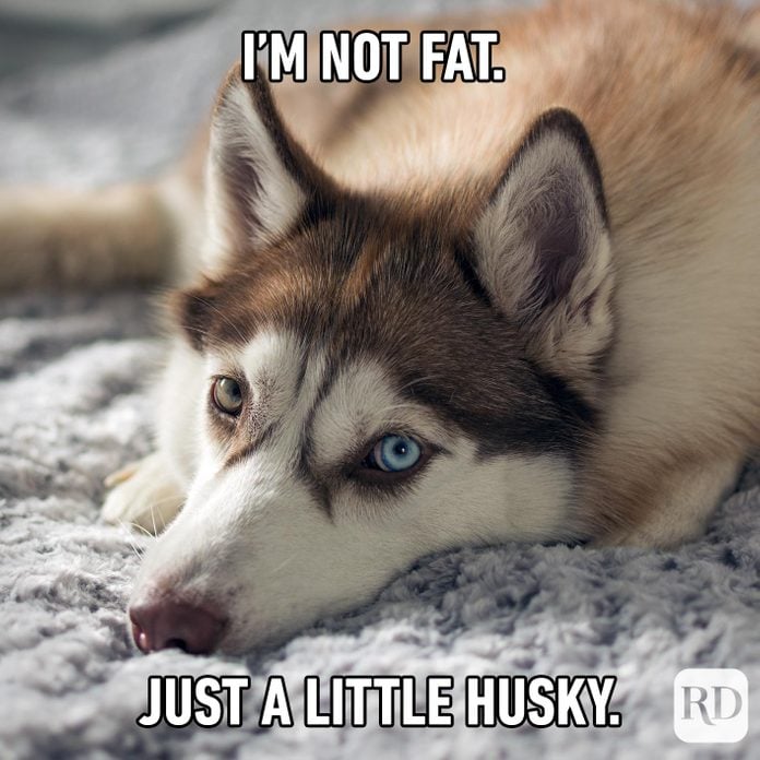 Husky looking at you. Meme text: I'm not fat. Just a little husky.