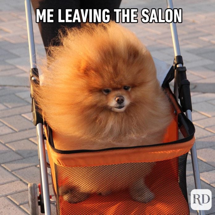 Dog with fluffy hair. Meme text: Me leaving the salon