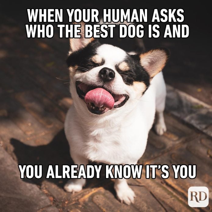 Happy smiling dog. Meme text: When your human asks who the best dog is and you already know it’s you