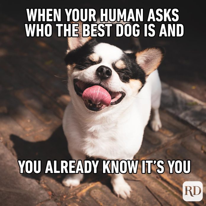 57 Hilarious Dog Memes You'll Laugh at Every Time