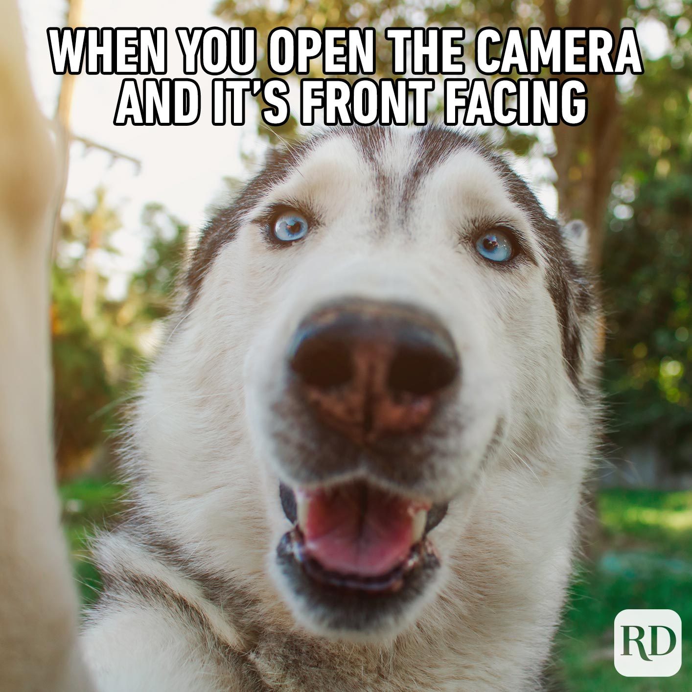 Dog getting close to camera. Meme text: When you open the camera and it's front facing