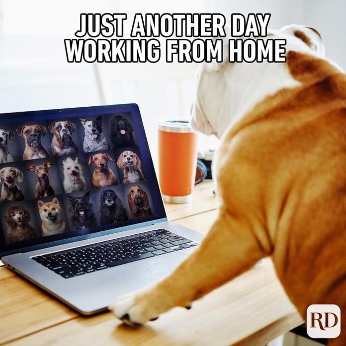 Dog in front of laptop with a bunch of other dogs on it. Meme text: Just another day working from home