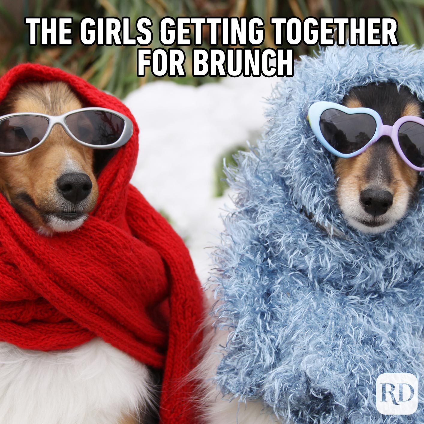Meme text: The girls getting together for brunch