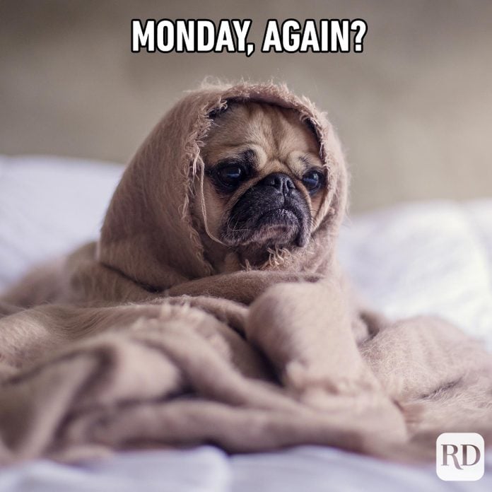 Dog swaddled in blanket on bed. Meme text: Monday, again?