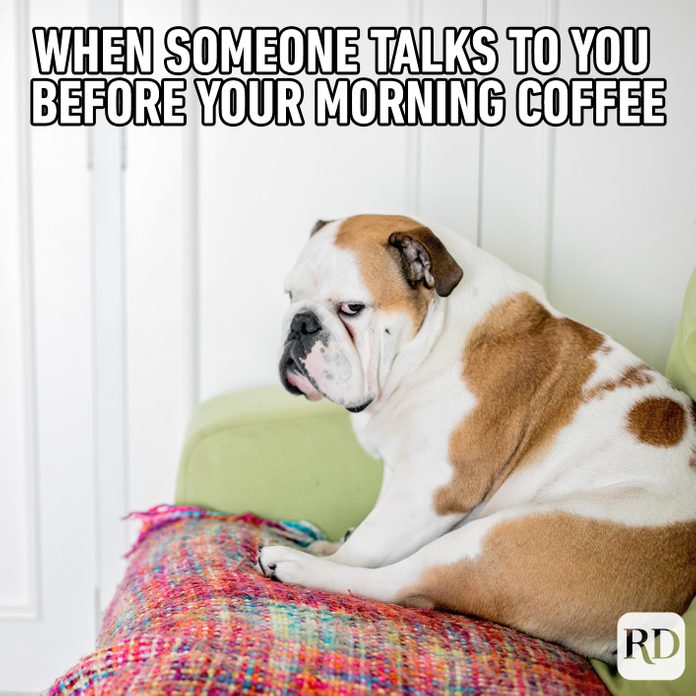 Dog glaring at camera. Meme text: When someone talks to you before your morning coffee