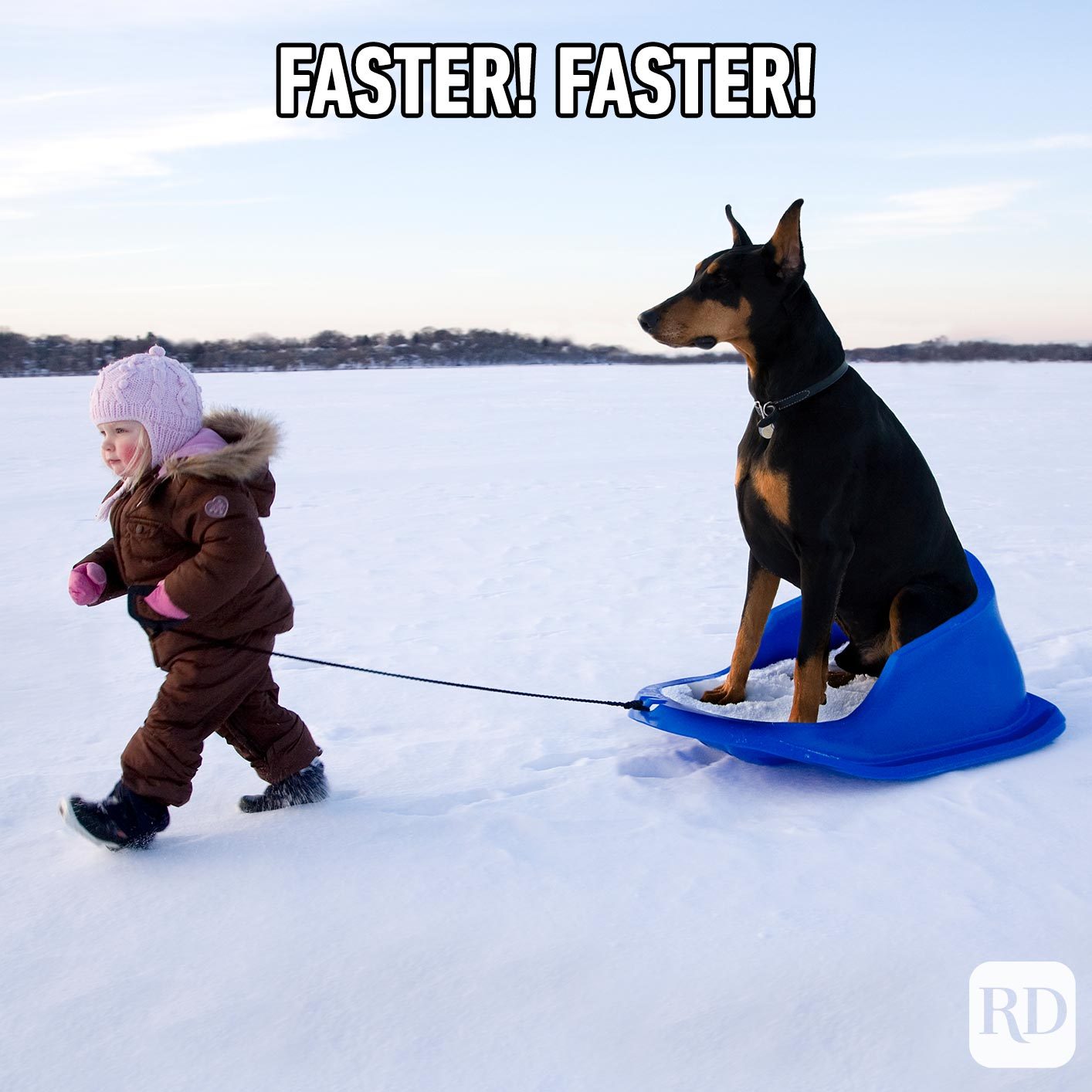 Little girl pulling dog on a sled. Meme text: Faster! Faster!