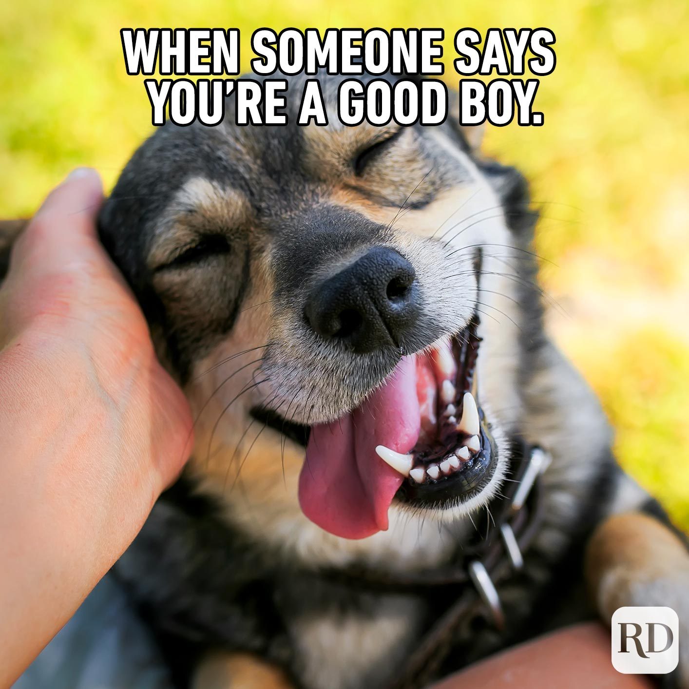 Dog being pet. Meme text: When someone says you're a good boy.