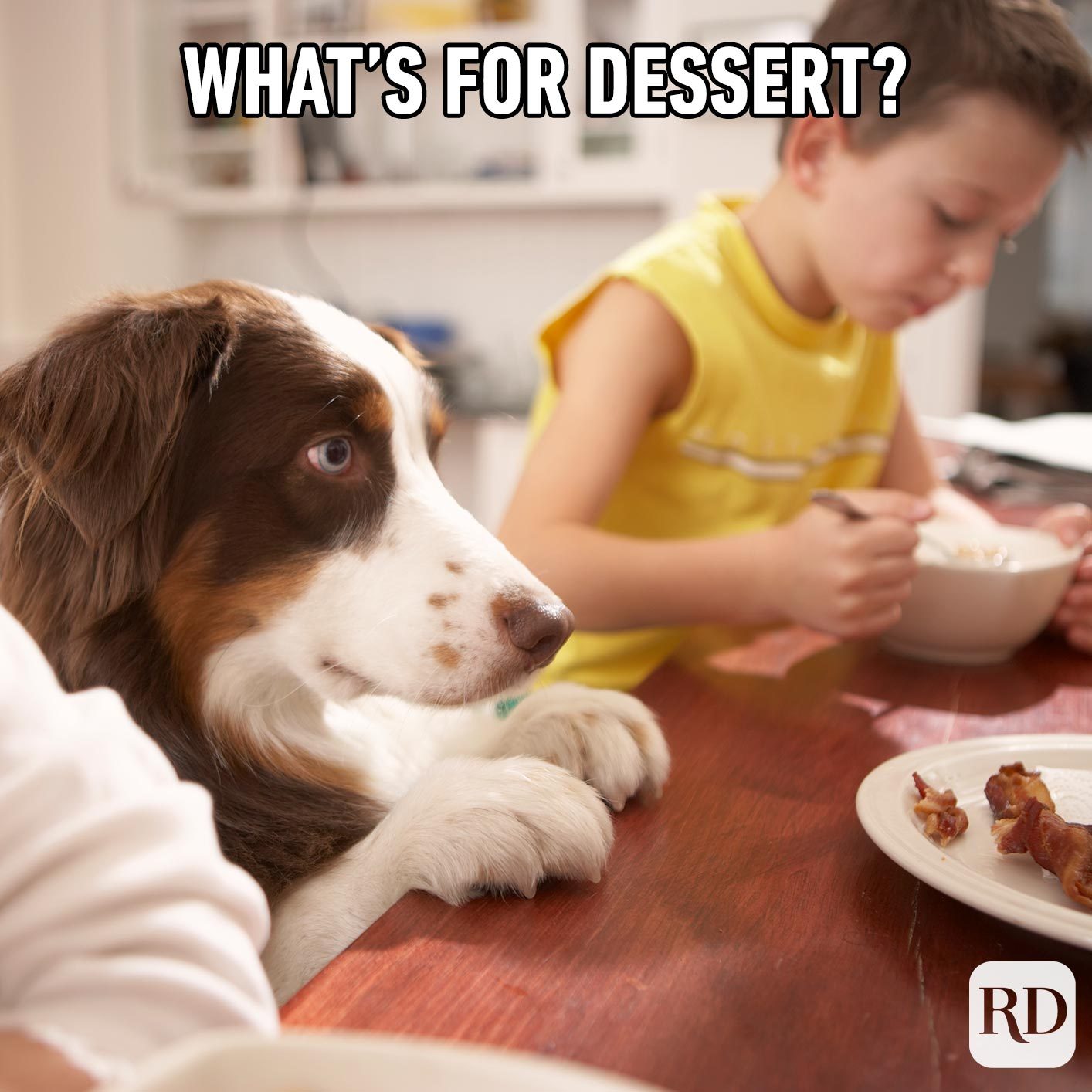 Dog at the dinner table staring at bacon.Meme text: What's for dessert?