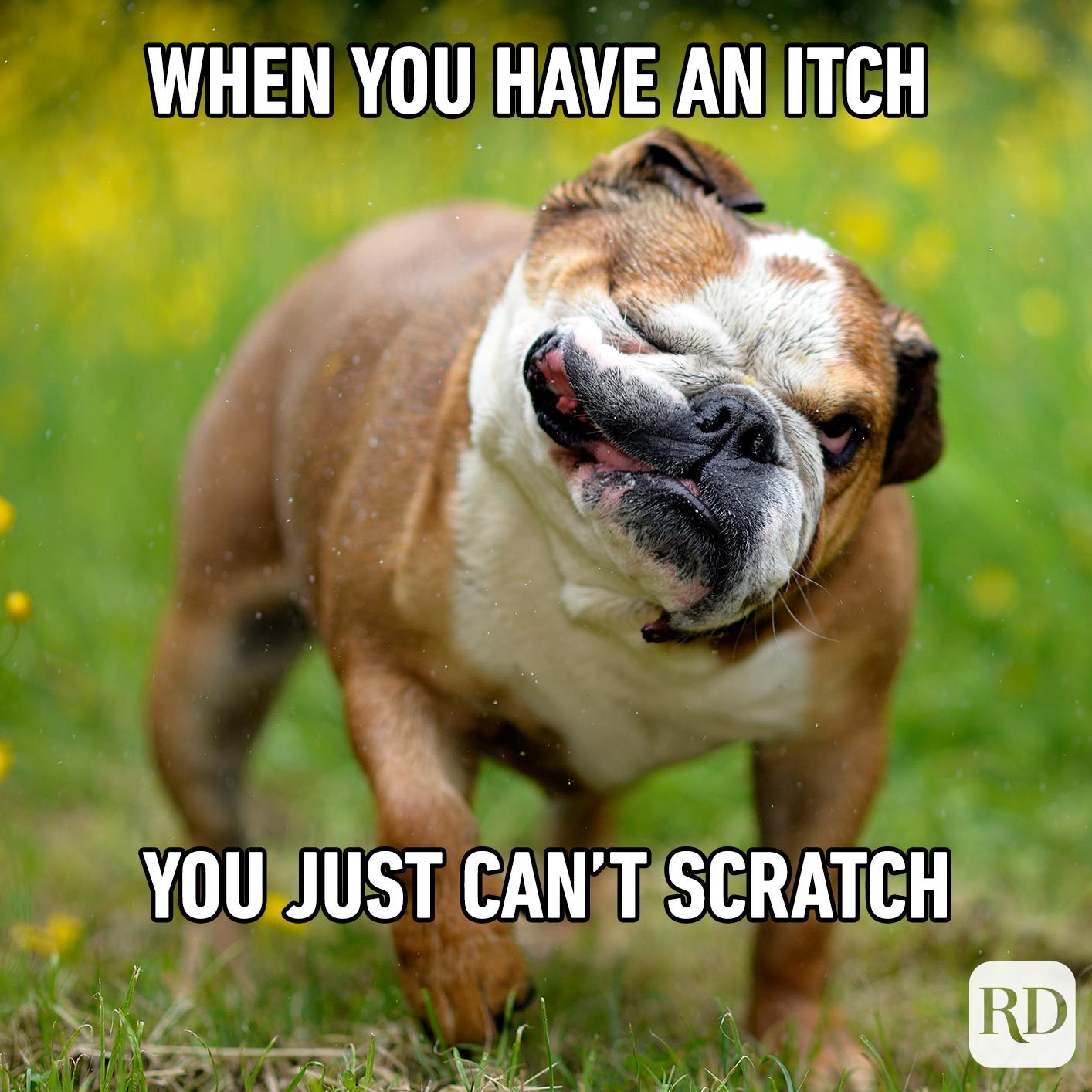 Dog swinging head around so that jaw flaps. Meme text: When you have an itch you just can't scratch