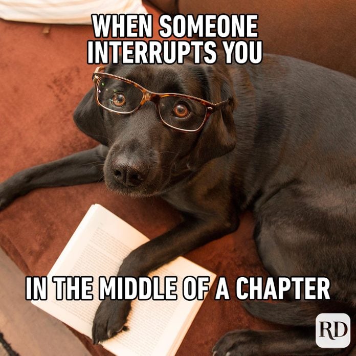 Dog in glasses looking up at camera, holding a book open. Meme text: When someone interrupts you in the middle of a chapter