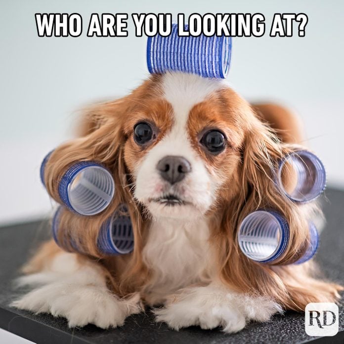 Little dog with hair in curlers. Meme text: Who are you looking at?