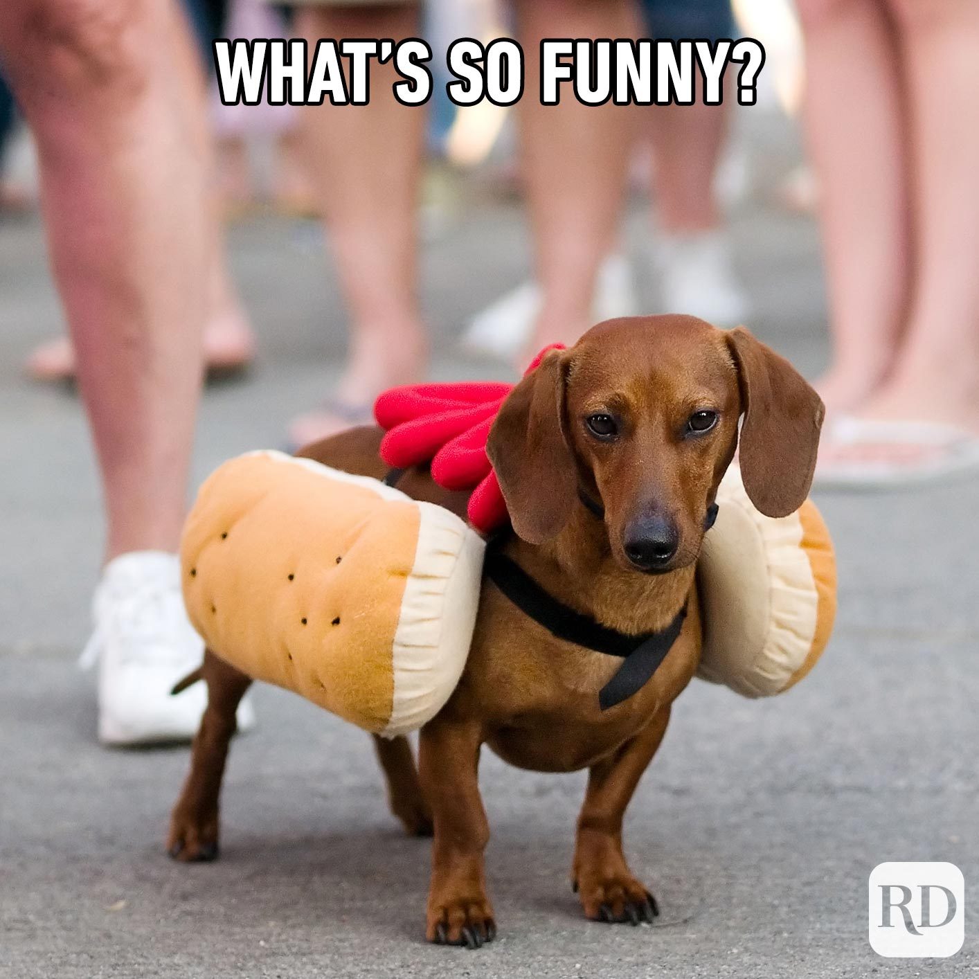 Weiner dog in hot dog costume. Meme text: What's so funny?