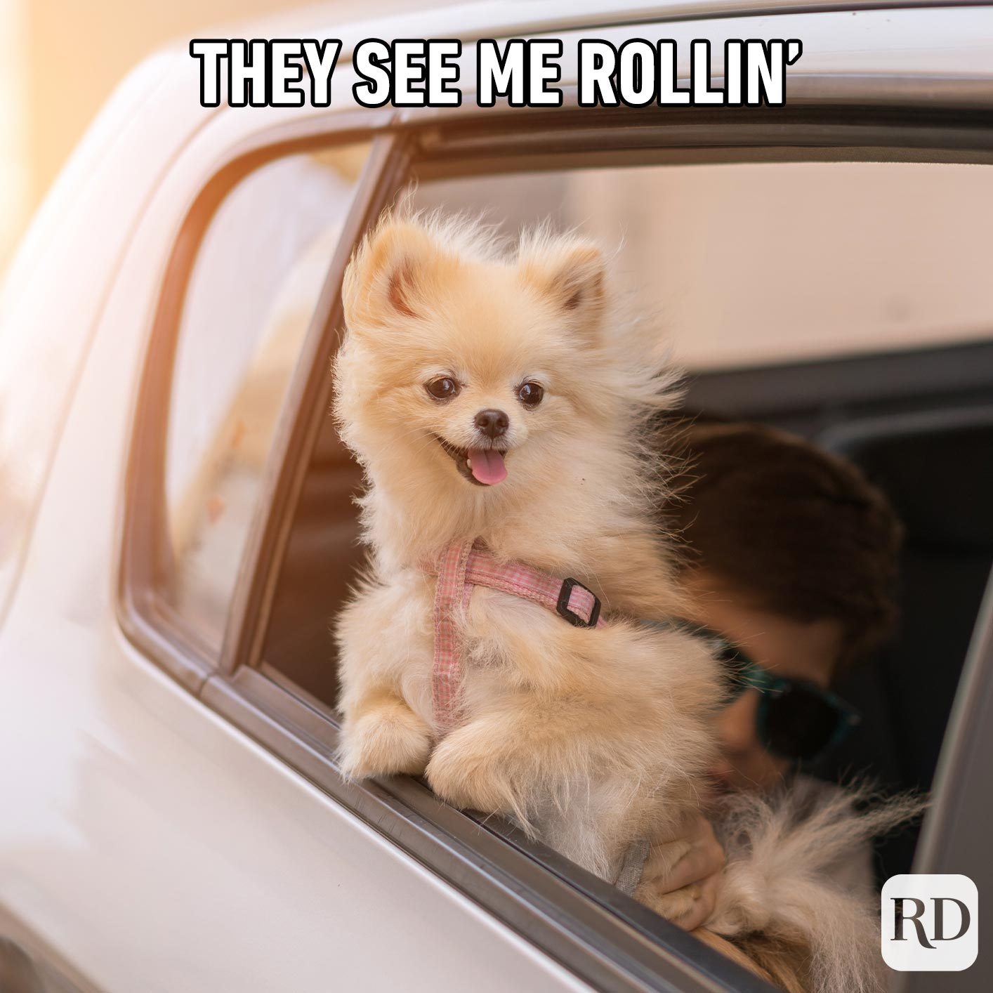 Long-haired chihuhua sticking out of the window of a car majestically. Meme text: They see me rollin'