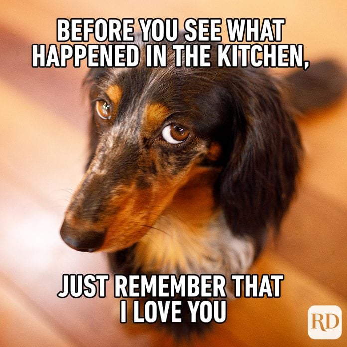Dog looking apologetically at camera. Meme text: Before you see what happened in the kitchen, just remember that I love you