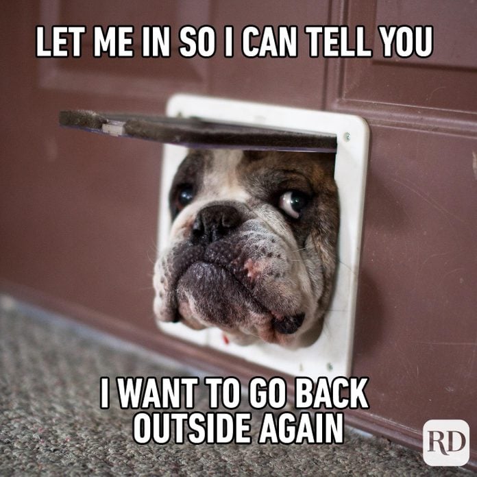 Dog sticking out of doggy door. Meme text: Let me in so I can tell you I want to go back outside again