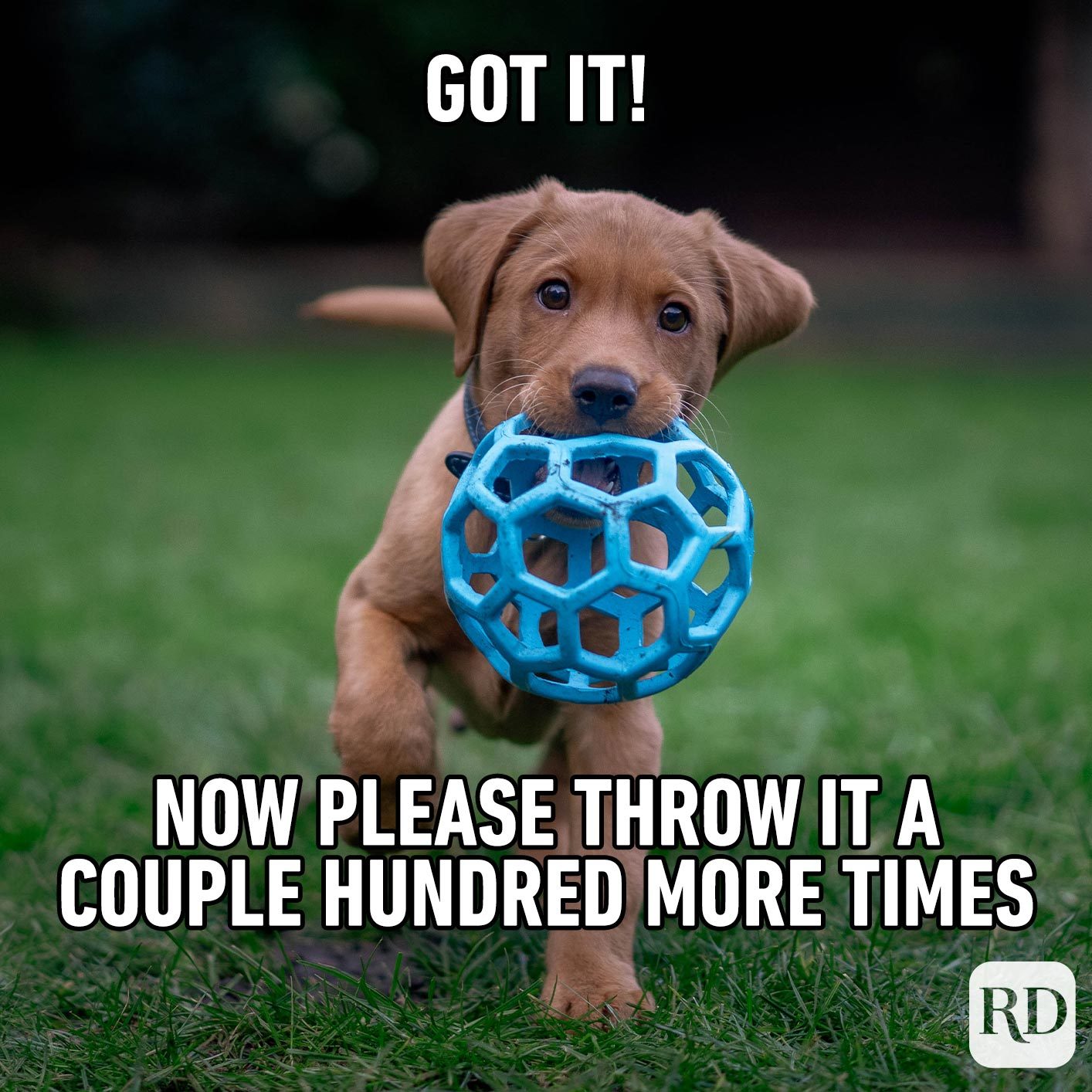Dog holding a ball toward camera. Meme text: Got it! Now please throw it a couple hundred more times