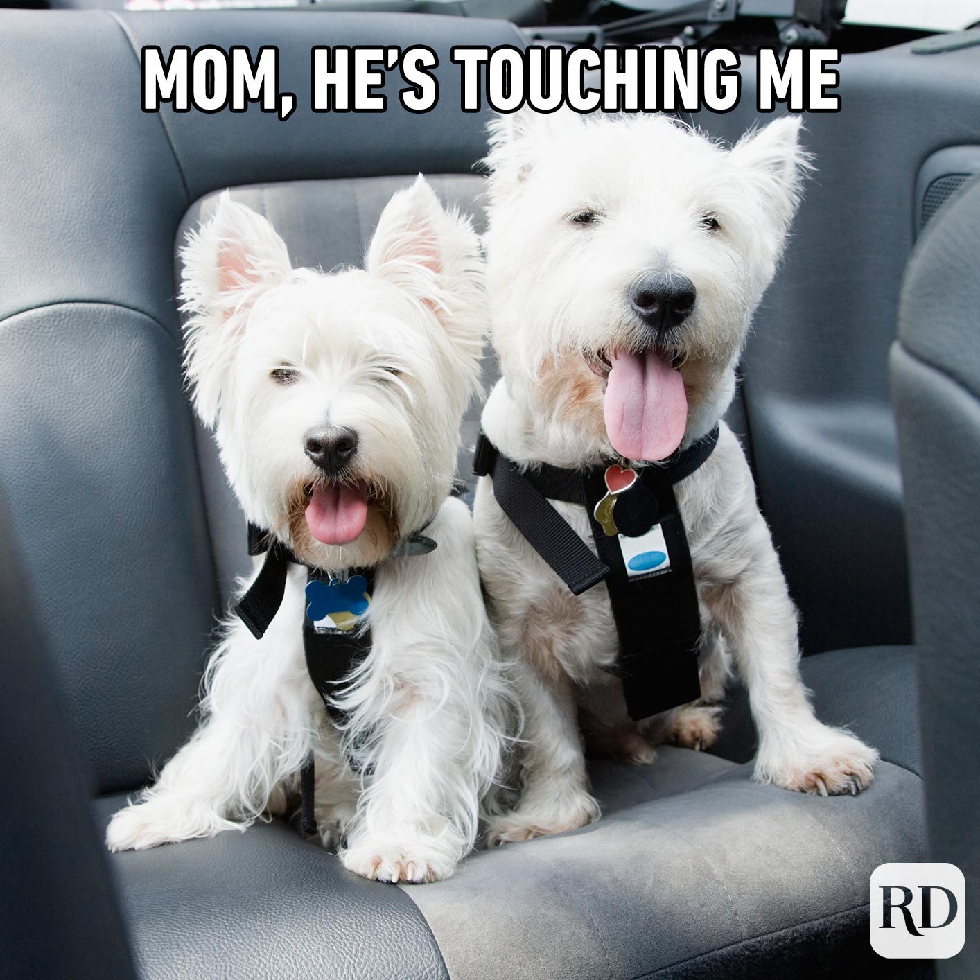 Two dogs in a car. Meme text: Mom, he’s touching me