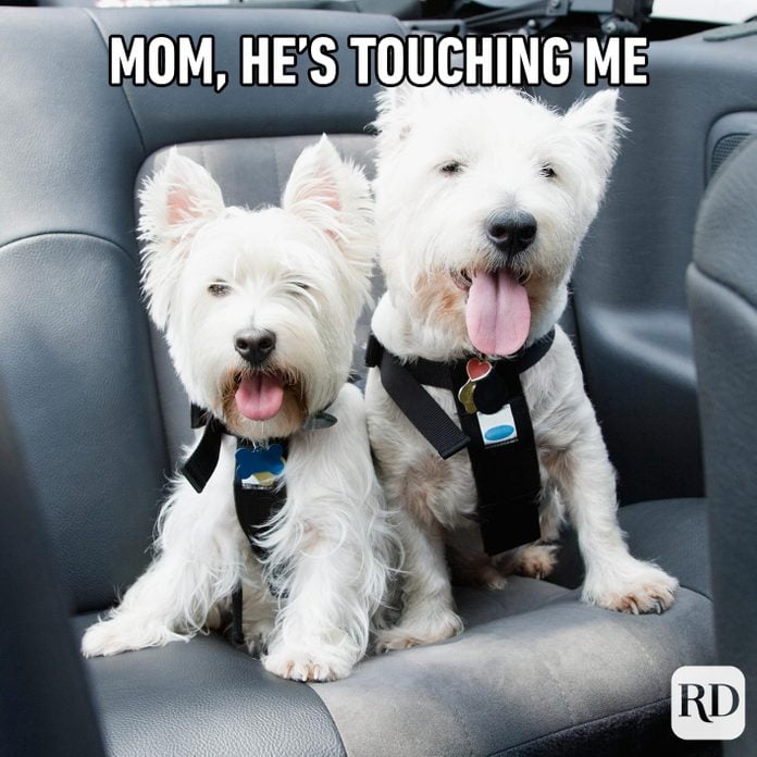 Two dogs in a car. Meme text: Mom, he’s touching me