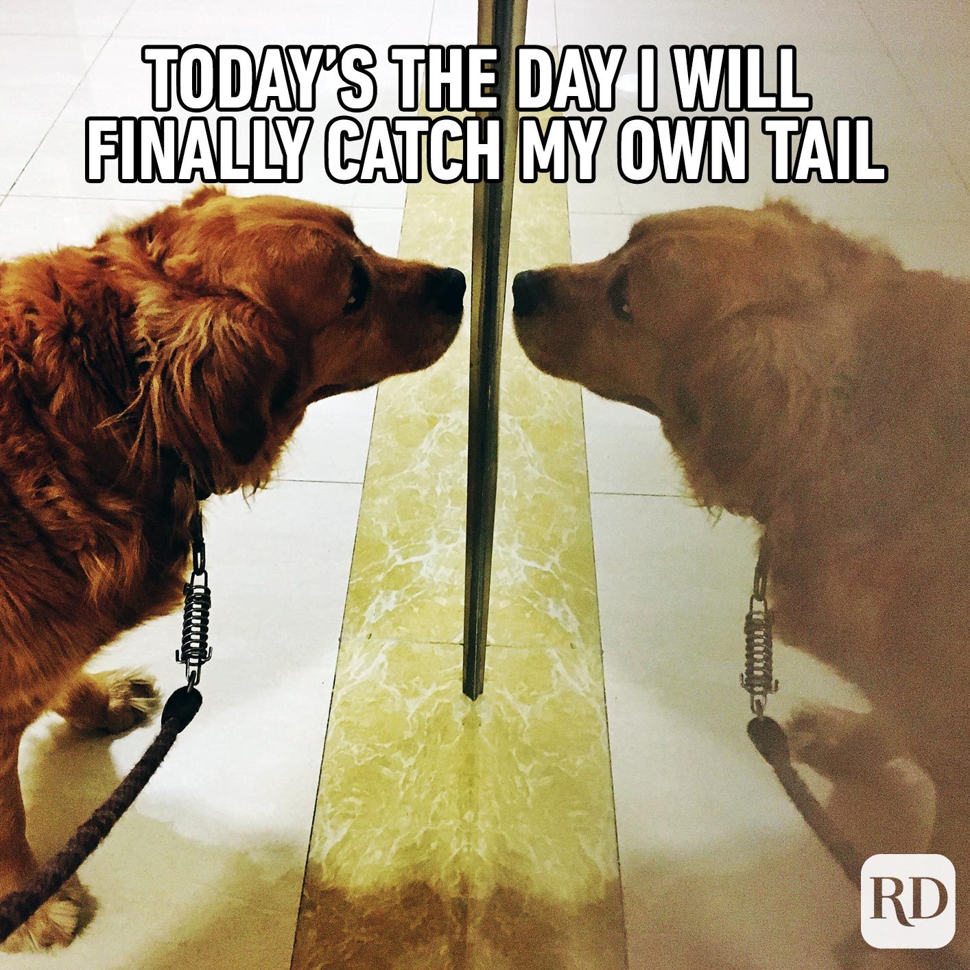 A dog staring at itself in the mirror. Meme text: Today's the day I will finally catch my own tail