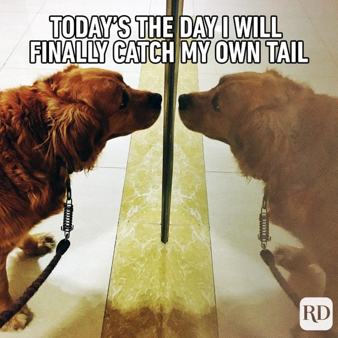A dog staring at itself in the mirror. Meme text: Today’s the day I will finally catch my own tail