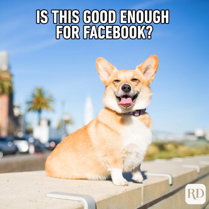 Dog shining in the sunlight. Meme text: Is this good enough for Facebook?