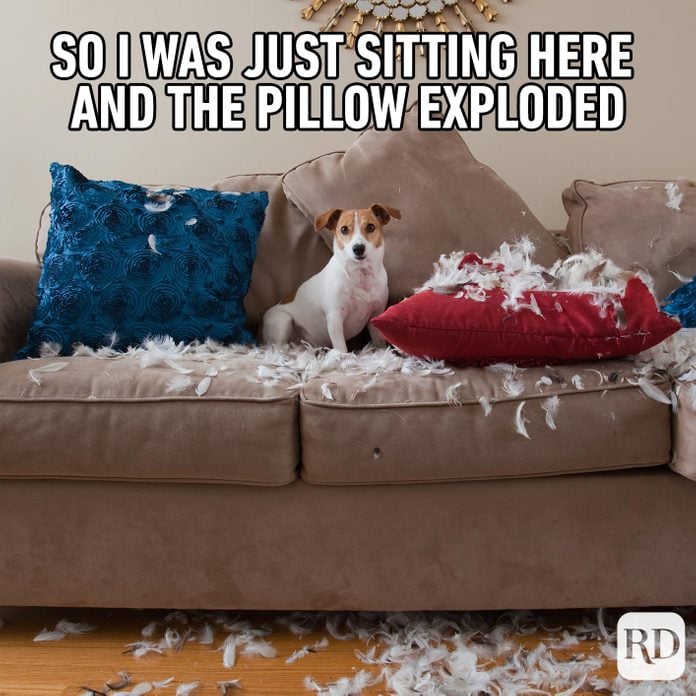 Dog sitting on couch surrounded by feathers of broken pillows. Meme text: So I was just sitting here and the pillow exploded