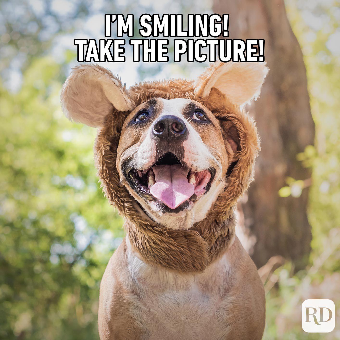 i love my dog meme: Những bức ảnh cười bể bụng của chú chó tinh nghịch ...