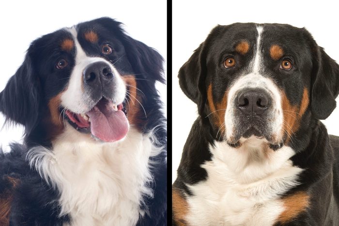 Two dogs on white background