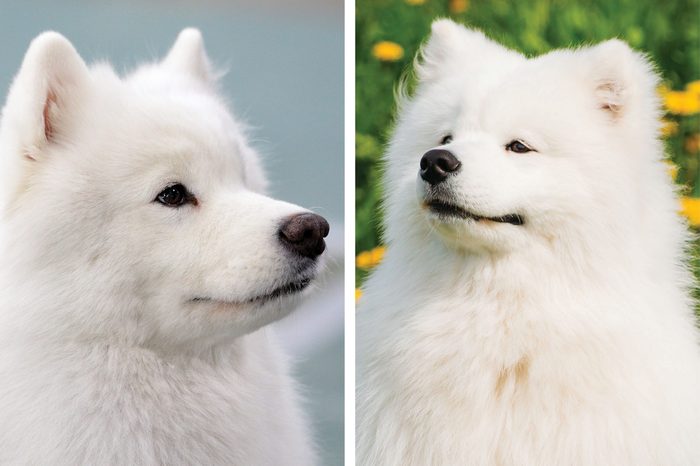 Samoyed vs. American Eskimo dog