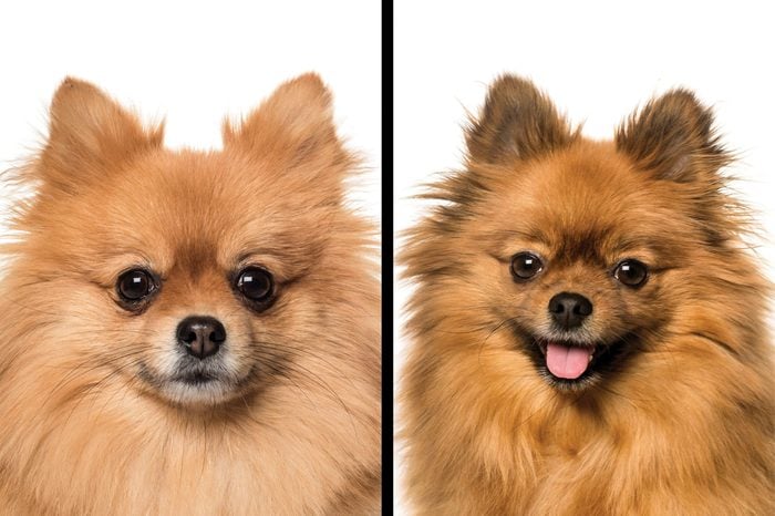 Pomeranian vs. Keeshond