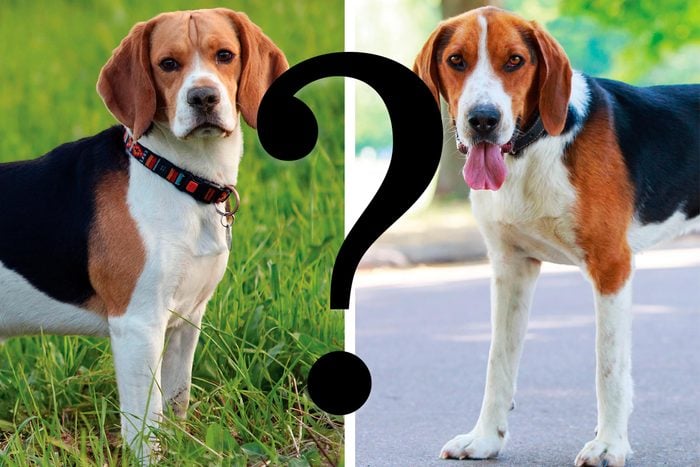 similar dog breeds side by side with a question mark
