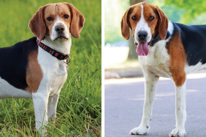Beagle vs. American foxhound