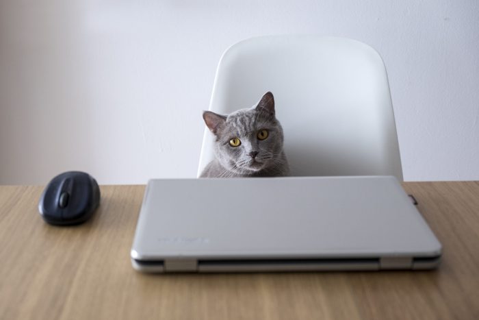 Cat sitting on a chair in front of a laptop