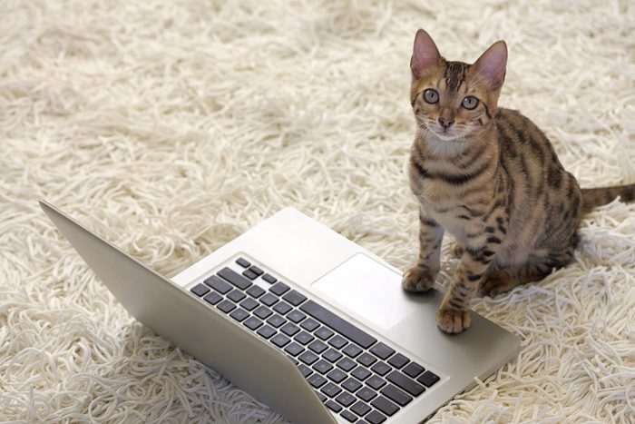 Bengal Cat with Laptop Computer