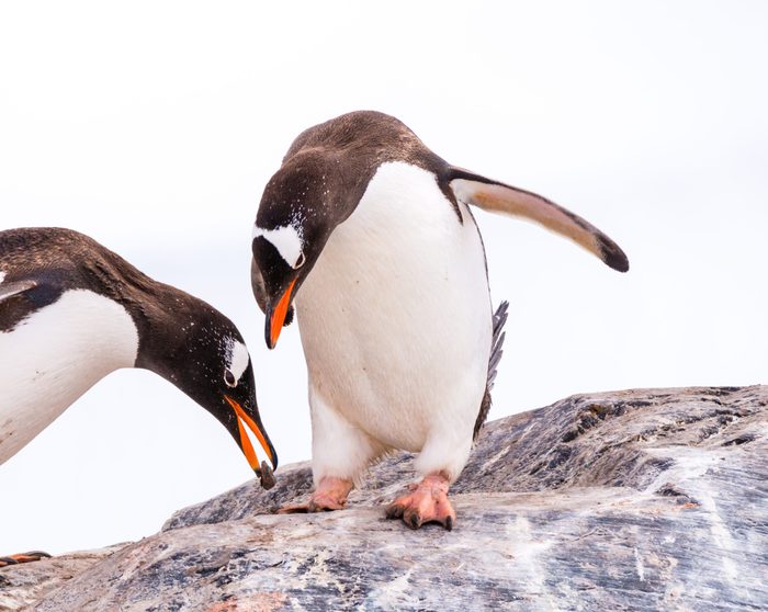 Male gentoo penguin offering stone to female, who is bowing while standing on rock, Mikkelsen Harbour on Trinity Island, Antarctica