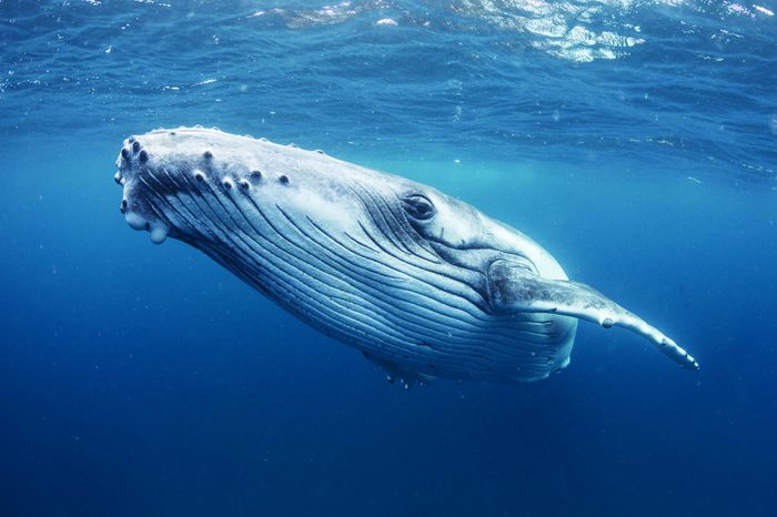 Humpback whale portrait