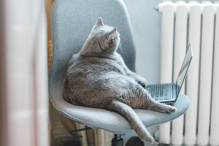 Fat cat using laptop on the chair